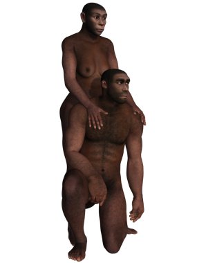 Homo Erectus