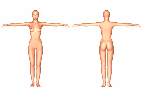 stock image Female Human Body Anatomy