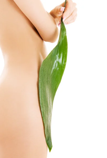 stock image Female torso with green leaf over white